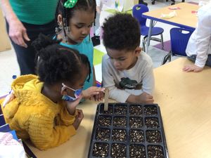 Preschool Planting 2